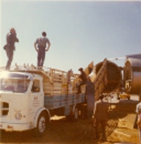 Camión de transporte de caballos cargándolos en un avión