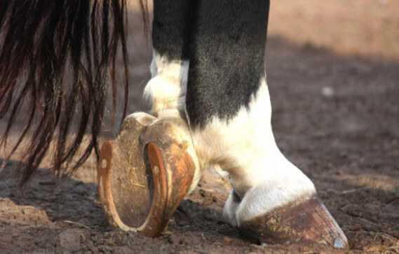 Caballos herrados con herraduras de cobre para evitar infecciones en los cascos